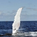 whale_humpback_v_00706_dom2777.jpg